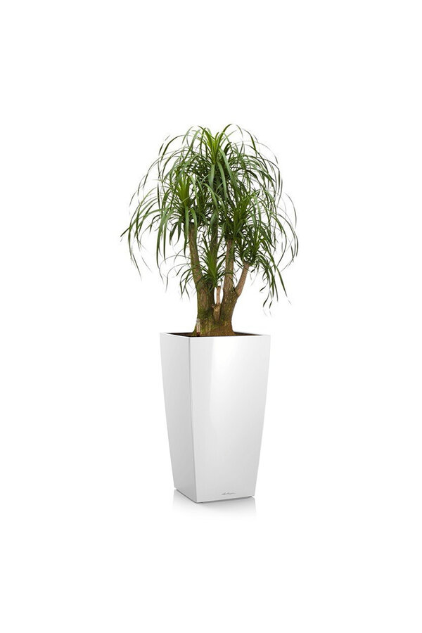 Beaucarnea w samonawadniającej doniczce Cubico