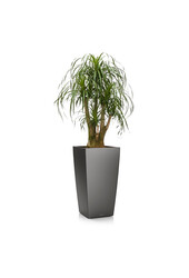 Beaucarnea w samonawadniającej doniczce Cubico