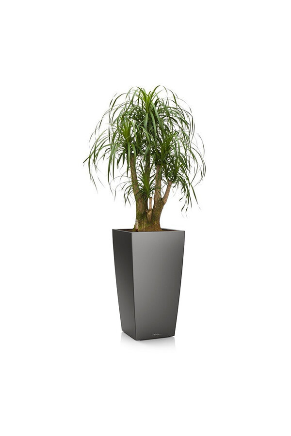 Beaucarnea w samonawadniającej doniczce Cubico