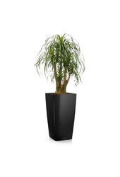 Beaucarnea w samonawadniającej doniczce Cubico