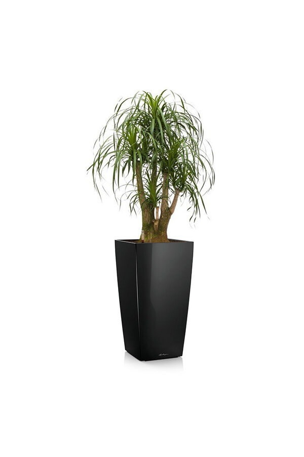 Beaucarnea w samonawadniającej doniczce Cubico