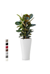 Ficus Abidjan w samonawadniającej doniczce Delta