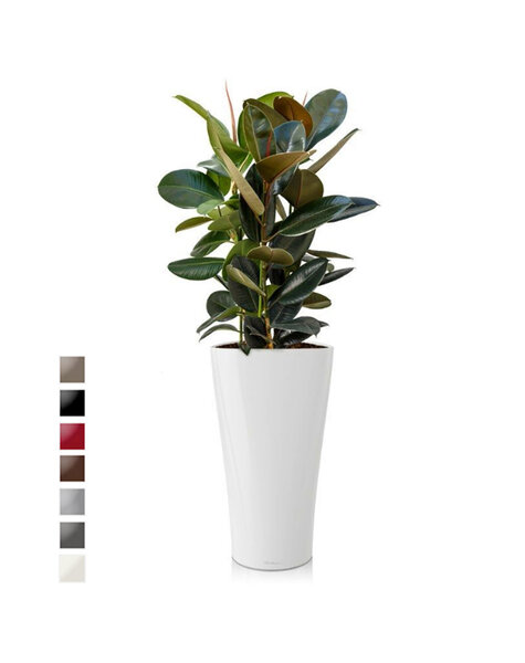 Lechuza | Ficus Abidjan