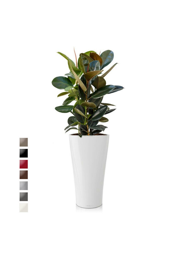 Ficus Abidjan w samonawadniającej doniczce Delta