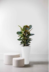 Ficus Abidjan w samonawadniającej doniczce Delta