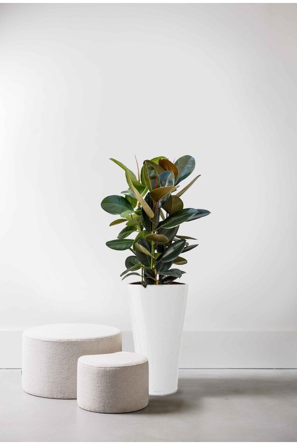 Ficus Abidjan w samonawadniającej doniczce Delta