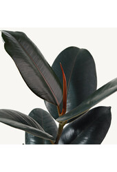 Ficus Abidjan w samonawadniającej doniczce Delta