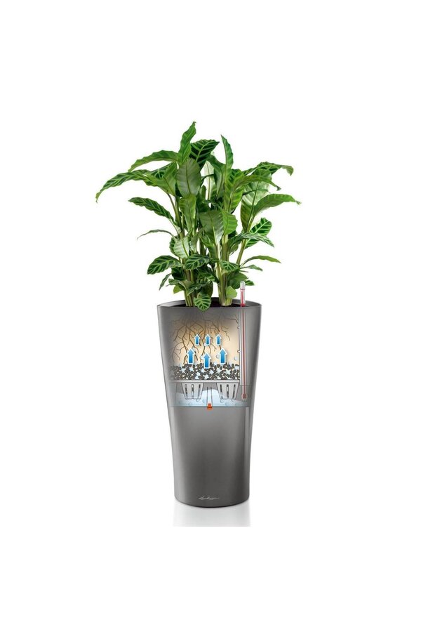 Ficus Abidjan w samonawadniającej doniczce Delta