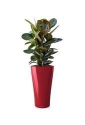 Ficus Abidjan w samonawadniającej doniczce Delta