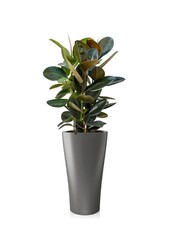Ficus Abidjan w samonawadniającej doniczce Delta