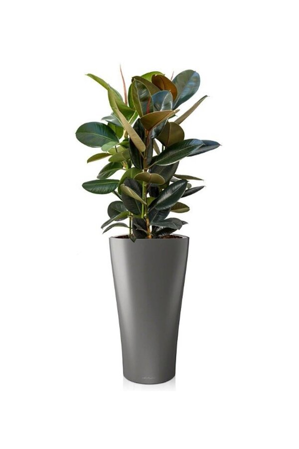 Ficus Abidjan w samonawadniającej doniczce Delta