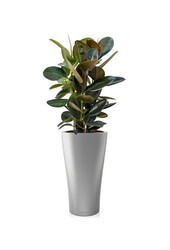 Ficus Abidjan w samonawadniającej doniczce Delta