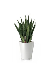 Sansevieria Kirkii w samonawadniającej Deltini