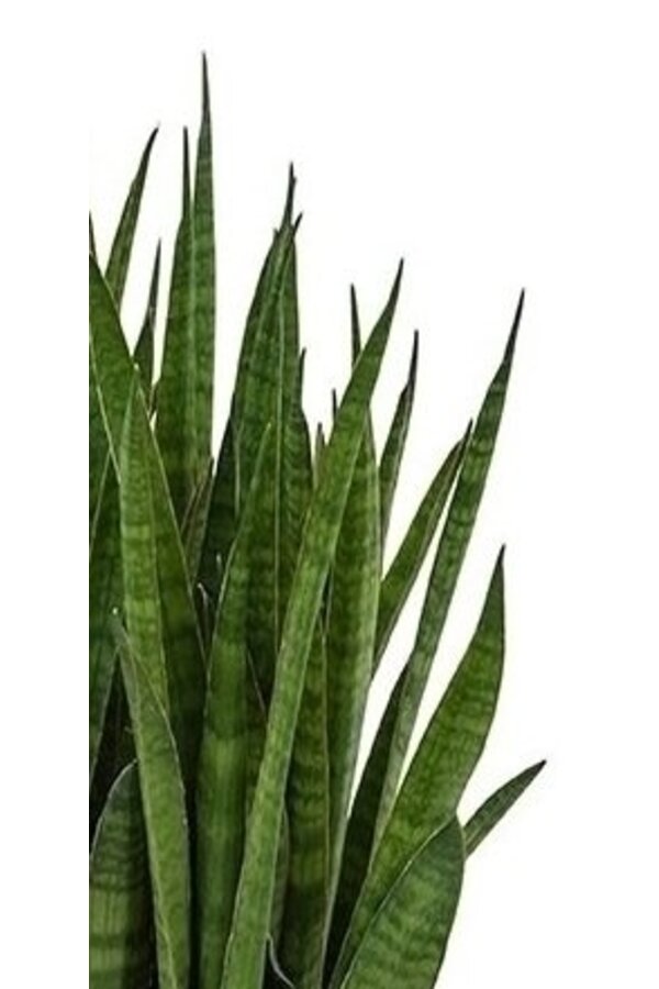 Sansevieria Kirkii w samonawadniającej Deltini