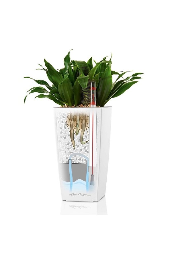 Sansevieria Kirkii w samonawadniającej Deltini