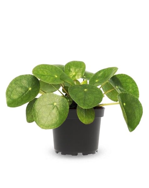 Pilea