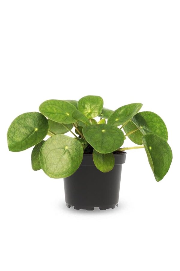 Pilea roślina naleśnikowa