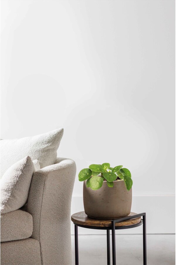 Pilea roślina naleśnikowa