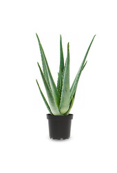 Roślina Aloe Vera