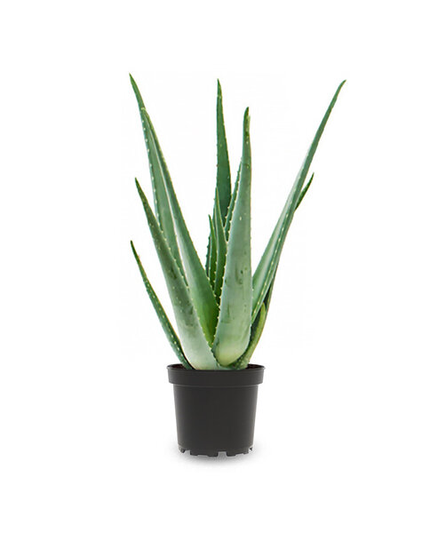 Aloes