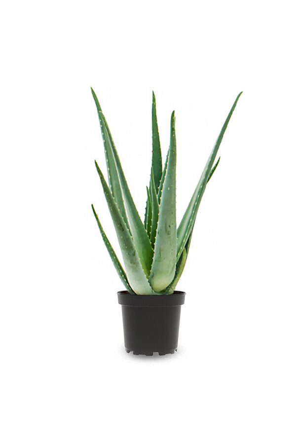 Roślina Aloe Vera