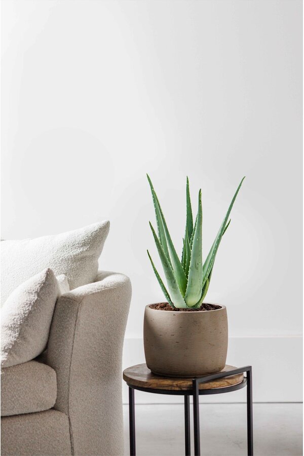 Roślina Aloe Vera