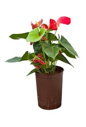 Hydroplant Anthurium sierra