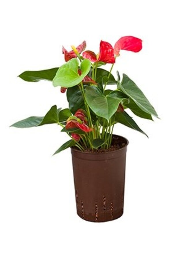 Hydroplant Anthurium sierra