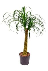 Hydroplant Beaucarnea recurvata