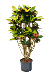 Hydro Roślina Kroton (codiaeum) iceton