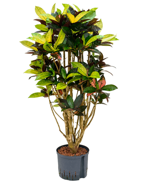 Hydro Roślina Codiaeum