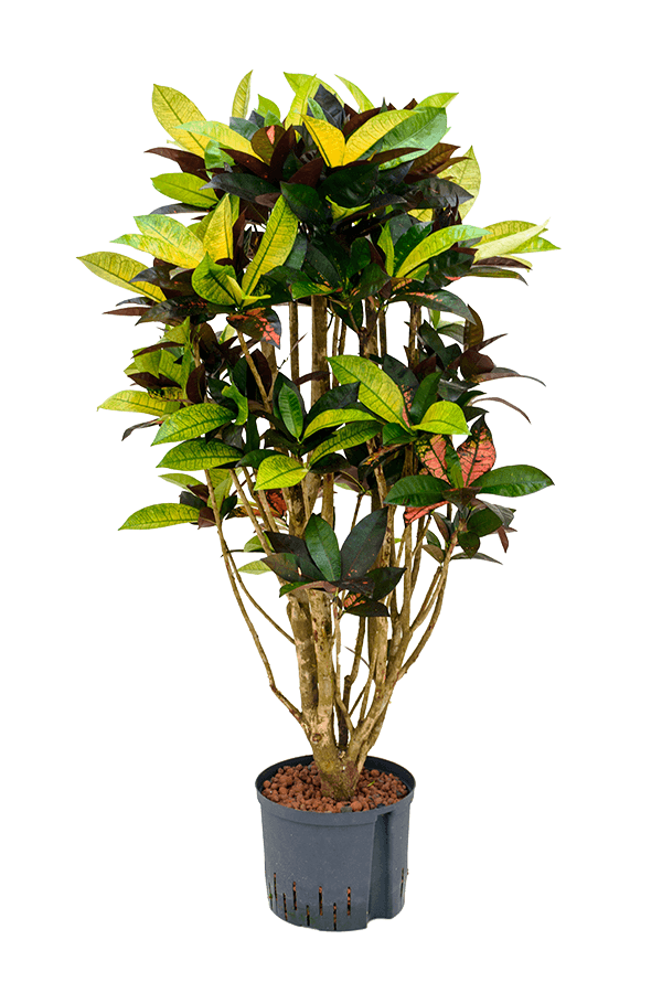 Hydro Roślina Kroton (codiaeum) iceton