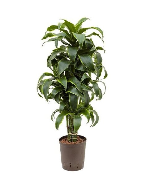 Roślina hydroponiczna Dracena