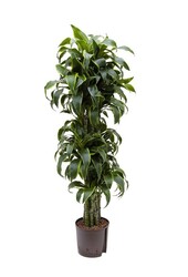 Hydro Roślina Dracena dorado