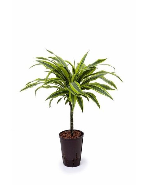 Hydroplant Dracena