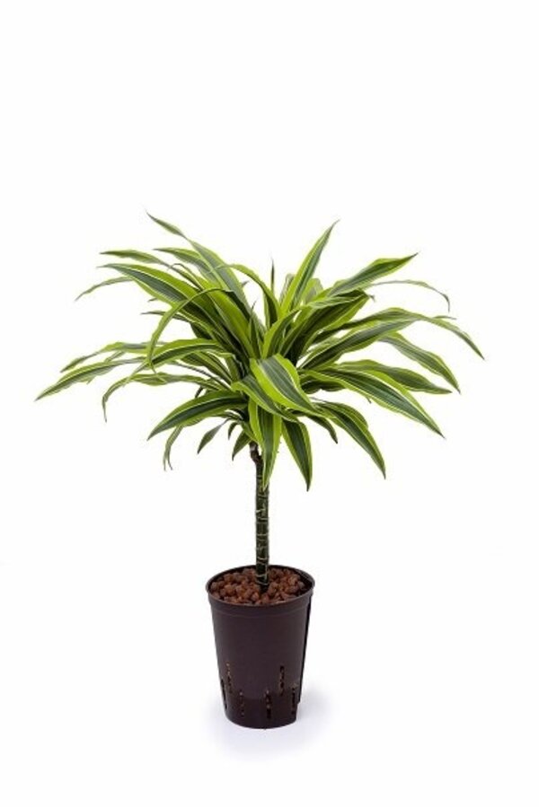 Hydroplant Dracena lemon lime