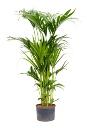 Hydroplant Kentia (howea) forsteriana