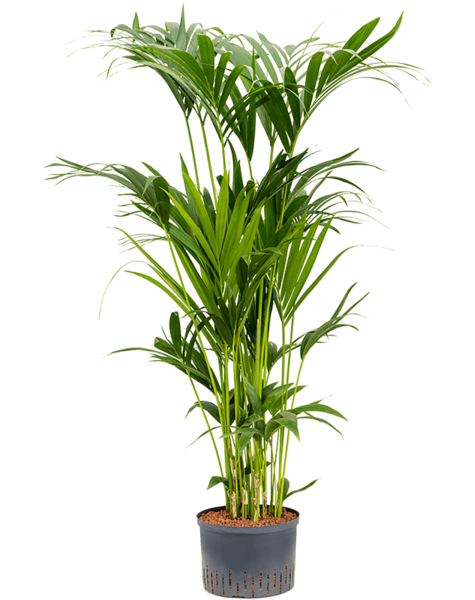Hydroplant Howea Forsteriana