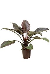 Hydroplant Filodendron imperial red