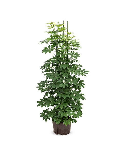 Hydroplant Schefflera