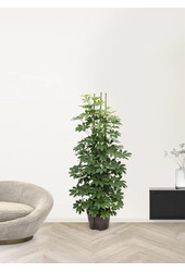 Hydroplant Schefflera arboricola
