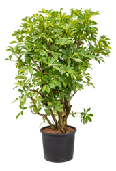 Hydroplant Schefflera gold capella