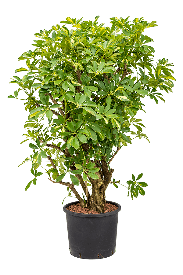 Hydroplant Schefflera gold capella