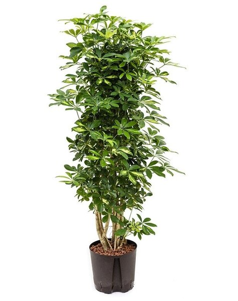 Hydroponiczna Schefflera