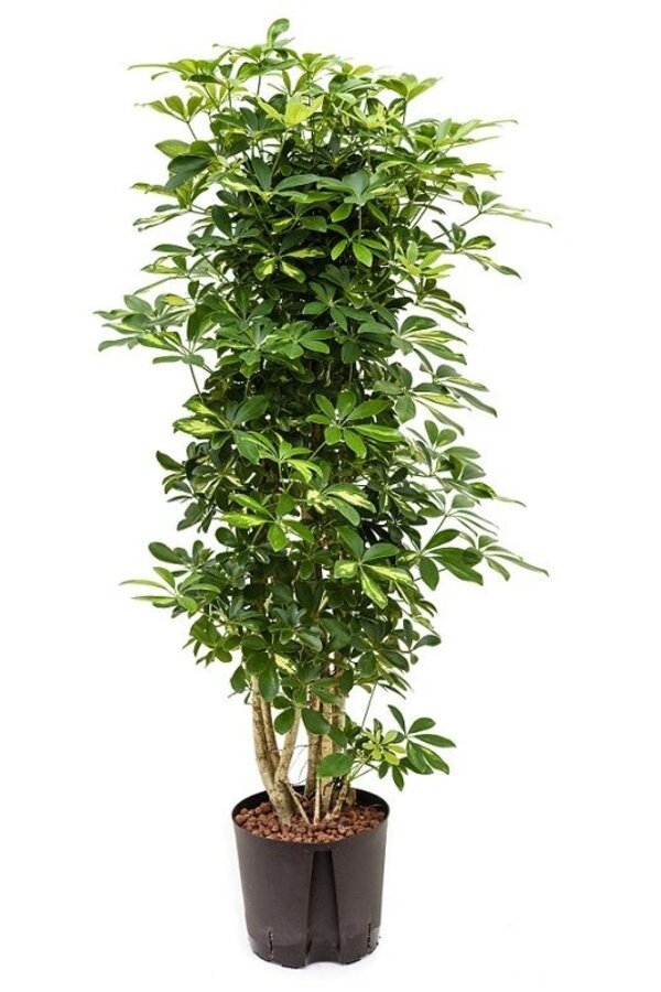 Hydroponiczna Schefflera gold capella