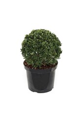 Ilex crenata convexa Bol S