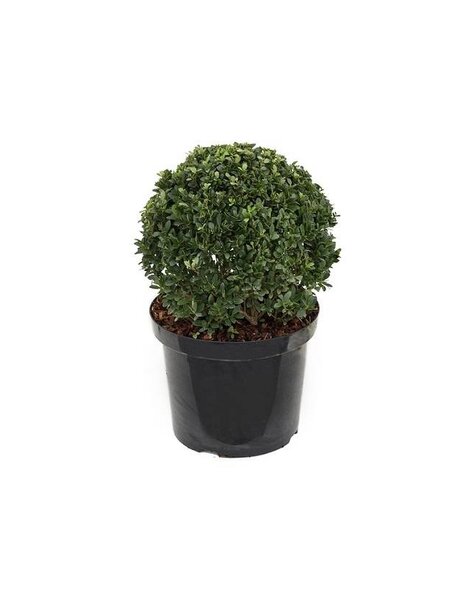 Ilex Crenata