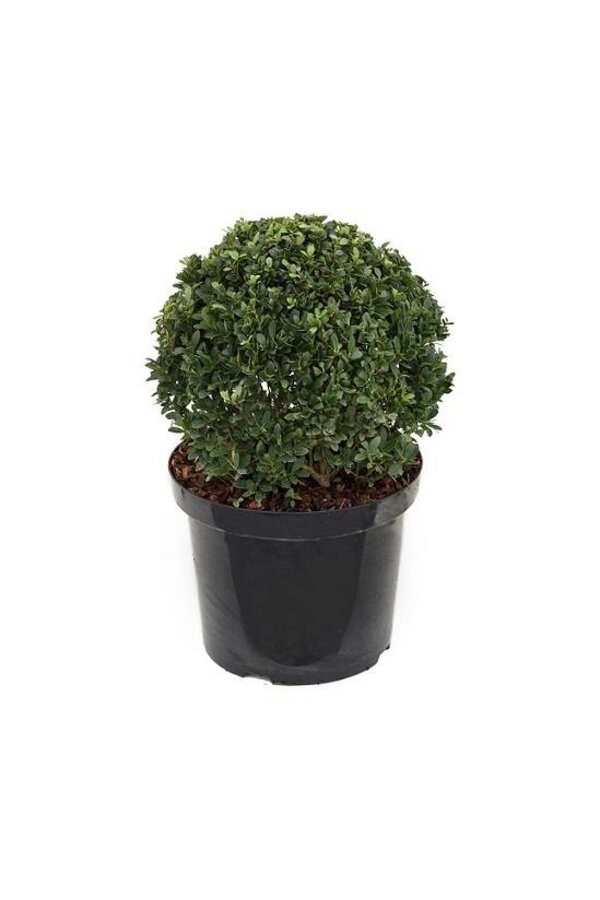 Ilex crenata convexa Bol S