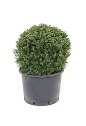 Ilex crenata convexa Bol M