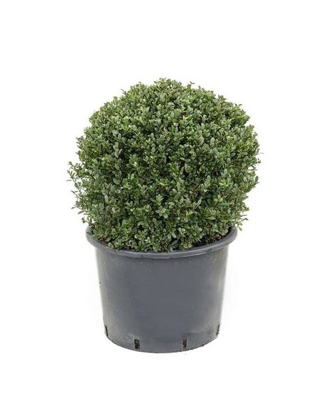 Ilex Crenata
